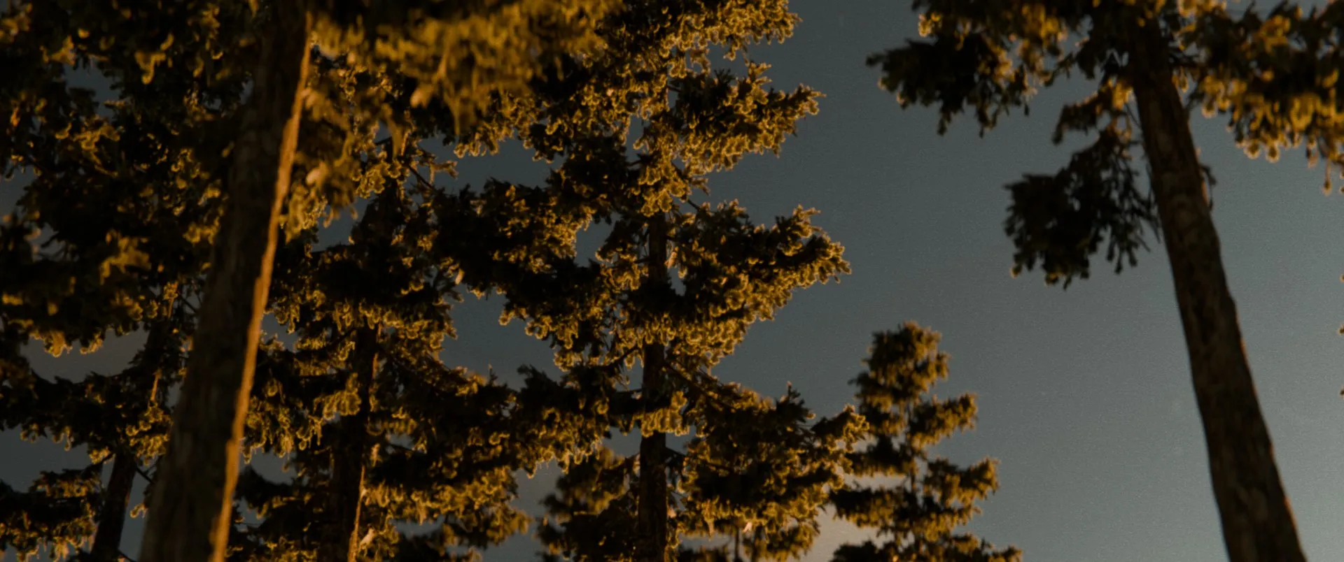 Trees Trees